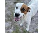 Adopt Snowball a Hound, Mixed Breed