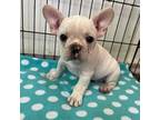 French Bulldog Puppy for sale in Mora, MN, USA