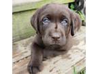 Labrador Retriever Puppy for sale in New Cumberland, WV, USA
