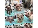 Lilac French Bulldogs