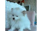 Pomeranian Puppy for sale in Miami, FL, USA