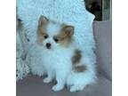 Pomeranian Puppy for sale in Miami, FL, USA