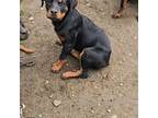 Rottweiler Puppy for sale in Olean, NY, USA