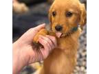 Golden Retriever Puppy for sale in Rich Creek, VA, USA