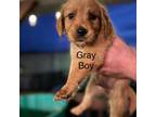 Golden Retriever Puppy for sale in Rich Creek, VA, USA