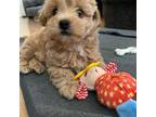 Maltipoo Puppy for sale in Los Angeles, CA, USA