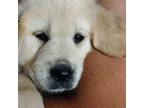 Golden Retriever Puppy for sale in Amelia Court House, VA, USA