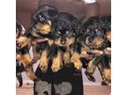 Rottweiler Puppy for sale in Richmond, TX, USA