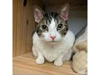 Adopt Jasper a Domestic Short Hair