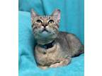 Adopt Sojo a Tabby