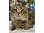 Adopt Poofy Tail a Tabby