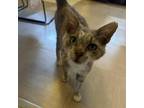 Adopt Phoenix a Domestic Short Hair