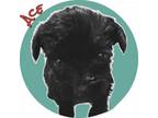 Adopt Ace a Yorkshire Terrier, Poodle