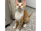 Adopt Aaron *Meet me at Chuck and Dons Chanhassen* a Domestic Short Hair