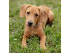 Adopt Comet a Hound, Mixed Breed
