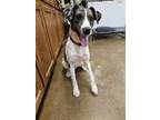 Adopt Astro a Mixed Breed