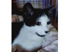 Adopt Milo a Domestic Short Hair