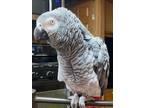 Adopt TANGO a African Grey