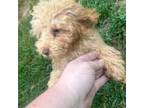 Poodle (Toy) Puppy for sale in Hardy, AR, USA