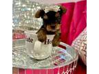 Yorkshire Terrier Puppy for sale in Aurora, CO, USA
