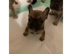 French Bulldog Puppy for sale in Thomson, GA, USA