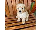 Cavapoo Puppy for sale in Belding, MI, USA