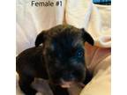 Schnauzer (Miniature) Puppy for sale in Mooresville, IN, USA