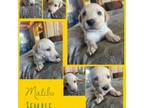 Labrador Retriever Puppy for sale in Wilton, CA, USA