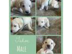 Labrador Retriever Puppy for sale in Wilton, CA, USA