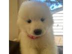 Samoyed Puppy for sale in Severna Park, MD, USA