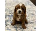 Cavapoo Puppy for sale in Fort Worth, TX, USA
