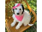 Brittany Puppy for sale in Fort Worth, TX, USA