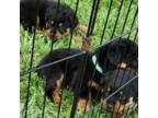 Rottweiler Puppy for sale in Sigourney, IA, USA