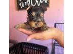 Yorkshire Terrier Puppy for sale in Modesto, CA, USA