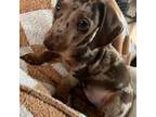 Dachshund Puppy for sale in Rocksprings, TX, USA