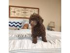 Poodle (Toy) Puppy for sale in Nocona, TX, USA