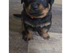 Rottweiler Puppy for sale in Olean, NY, USA