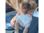Yorkshire Terrier Puppy for sale in Chatsworth, GA, USA