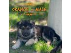 Orange German Shepherd