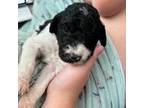 Mutt Puppy for sale in Borger, TX, USA