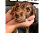 Schnauzer (Miniature) Puppy for sale in Camarillo, CA, USA