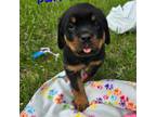 Rottweiler Puppy for sale in Detroit Lakes, MN, USA