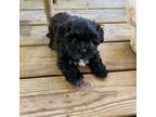 Shih Tzu Puppy for sale in Redford, MI, USA