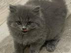 Selkirk Rex Blue Kittens CFA Registered