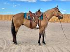 BOB TALED CAT â 2021 AQHA Dun Gelding x Daimonâs Tale x Tale Of The