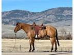 BRUNO â 2013 GRADE Quarter Horse Dun Gelding! Go to www.Billingslivestoc