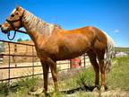 CAPTAIN AMARAKA â 2013 AQHA Palomino Gelding x Guys Piece OfThe Pie x