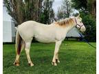 CHIC- 2023 GRADE Champagne Draft Cross Mare! Go to [url removed] to