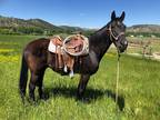 DUKE â 2004 GRADE Quarter Horse Black Gelding! Go to www.Billingslivesto