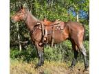 JOE â 2019 GRADE Quarter Horse Bay Roan Gelding! Go to